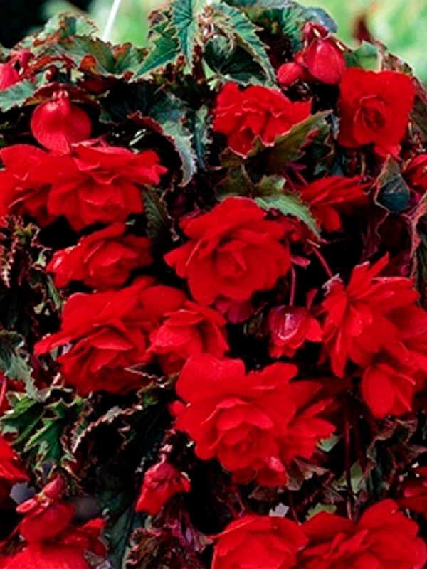 ������� ��������� ������� 5/6 