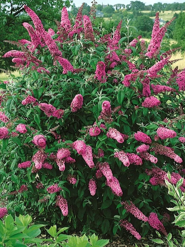 ������ ������ ���� ��� (Royal Red) 3 �