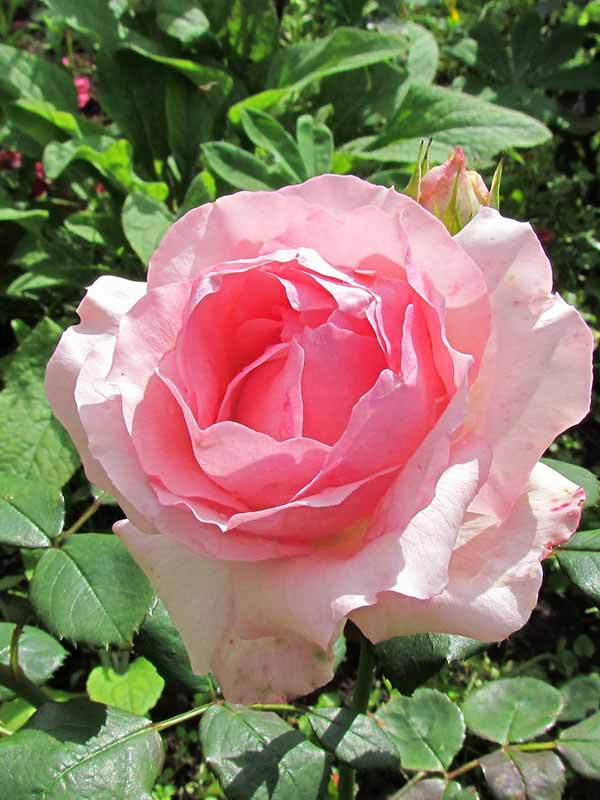  Panthere Rose ( ) -