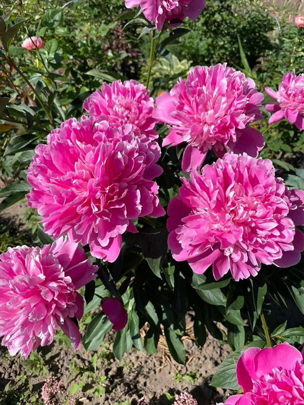 ���� Edulis Superba 2/3 
