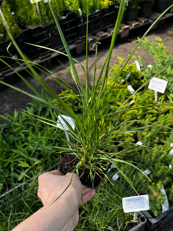    (Japonicum) P9