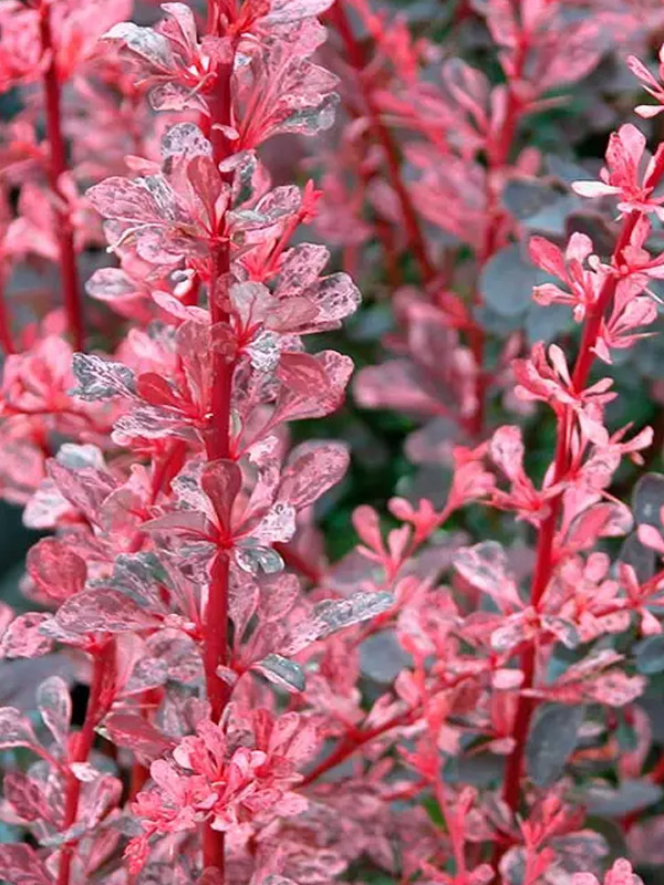 �������� �������� ���� ���� Rose Glow C1,5