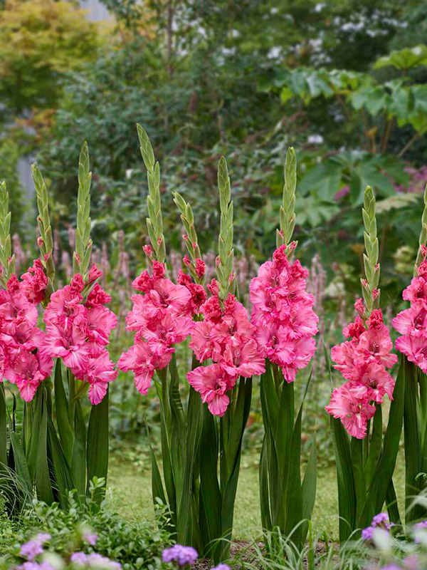 ��������� Sweet Love ������������� 12/14 