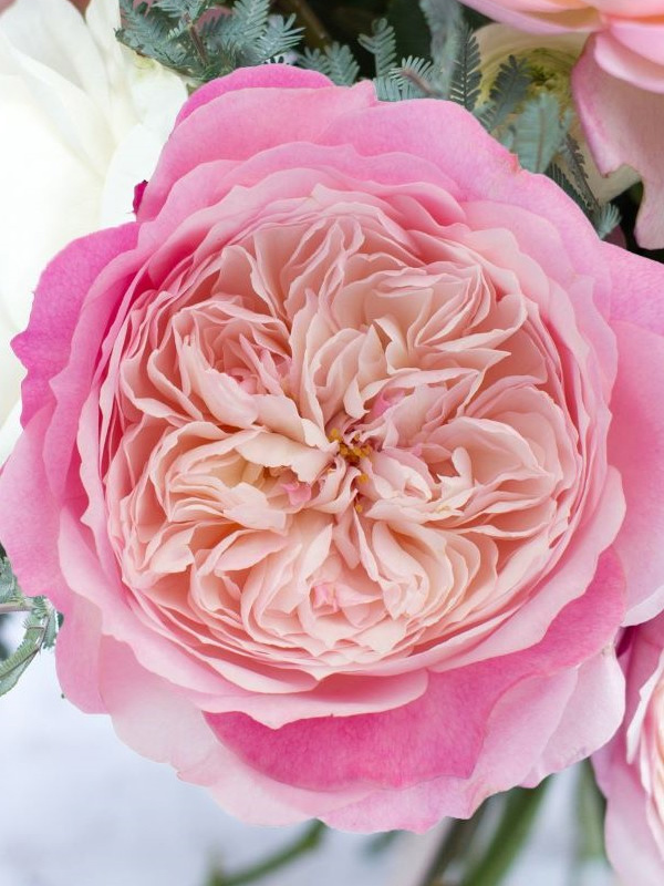 ������� ���������� (Constance) ��������� �3