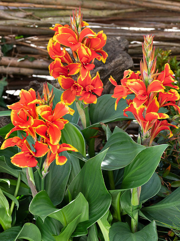 ����� Golden Flame 