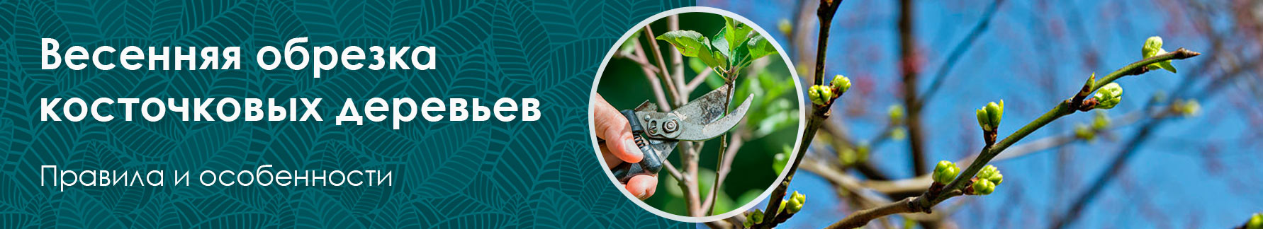 Весенняя обрезка косточковых деревьев Весенняя обрезка косточковых деревьев