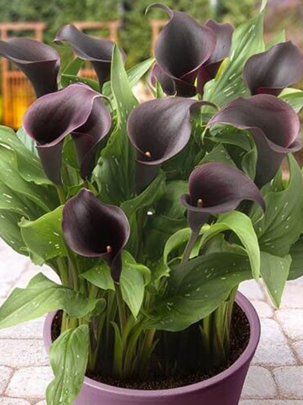 ����� Caruso 14/16