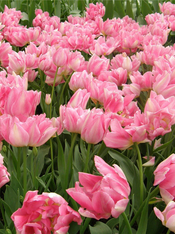  - Peach Blossum