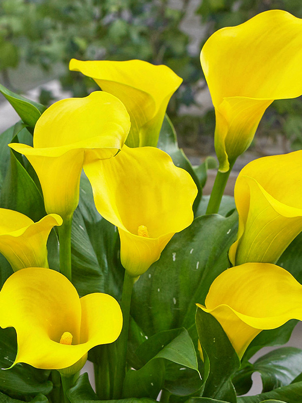 ����� Solo 14/16