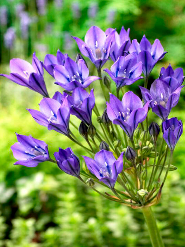 �������� Blues 5+ 