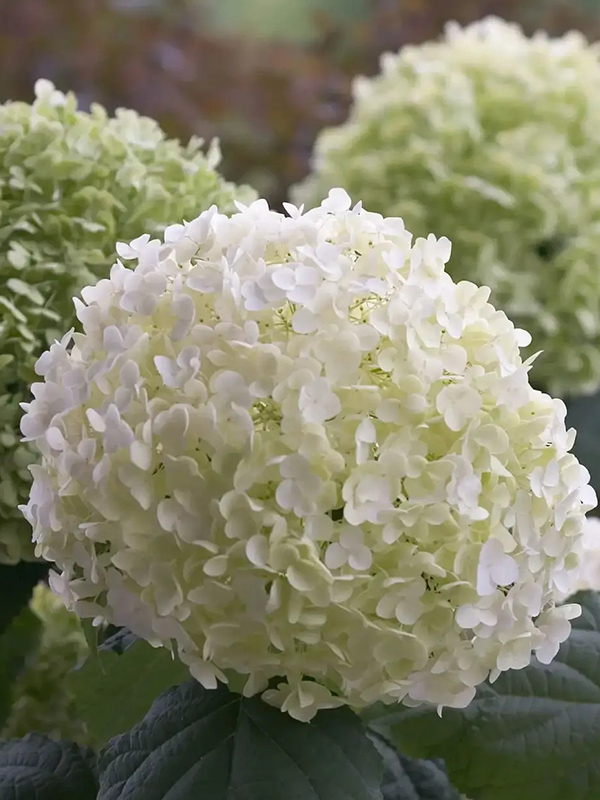 ��������� ������ ������� (Strong Annabelle) ����������� �2