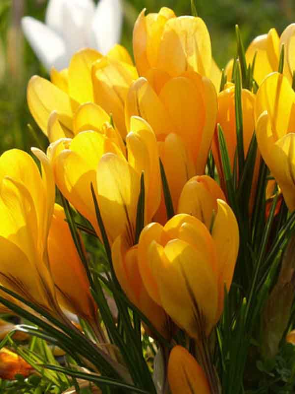 Крокус крупноцветковый Yellow Mammouth 