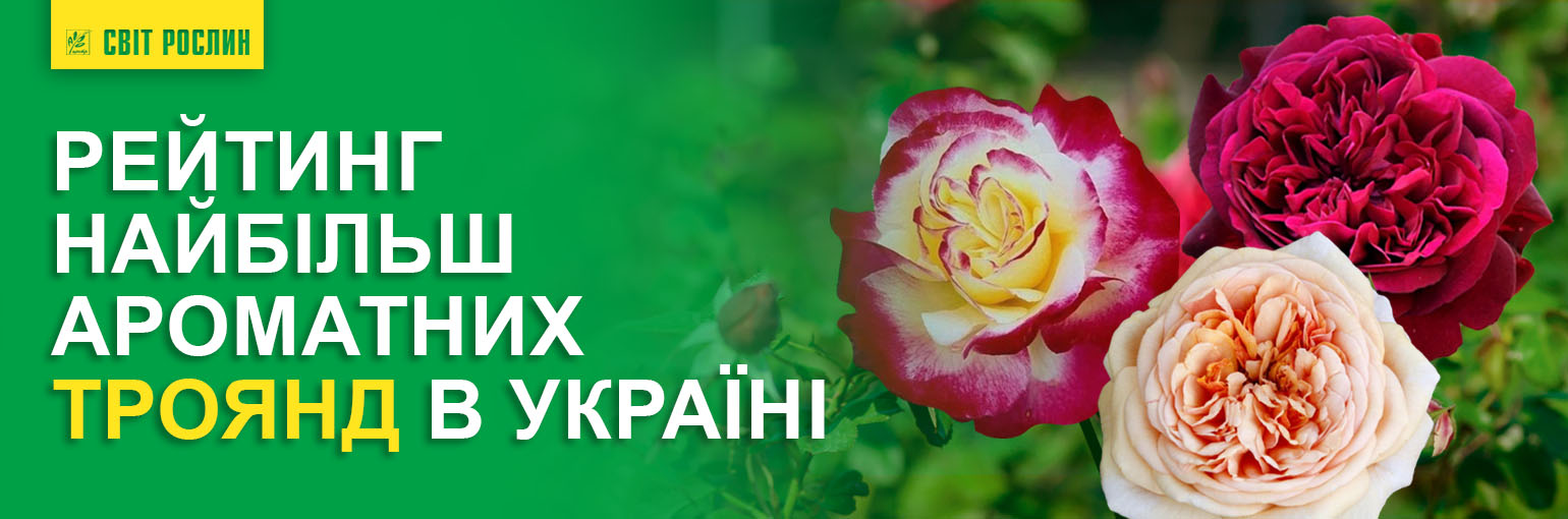 Рейтинг найбільш ароматних троянд в Україні