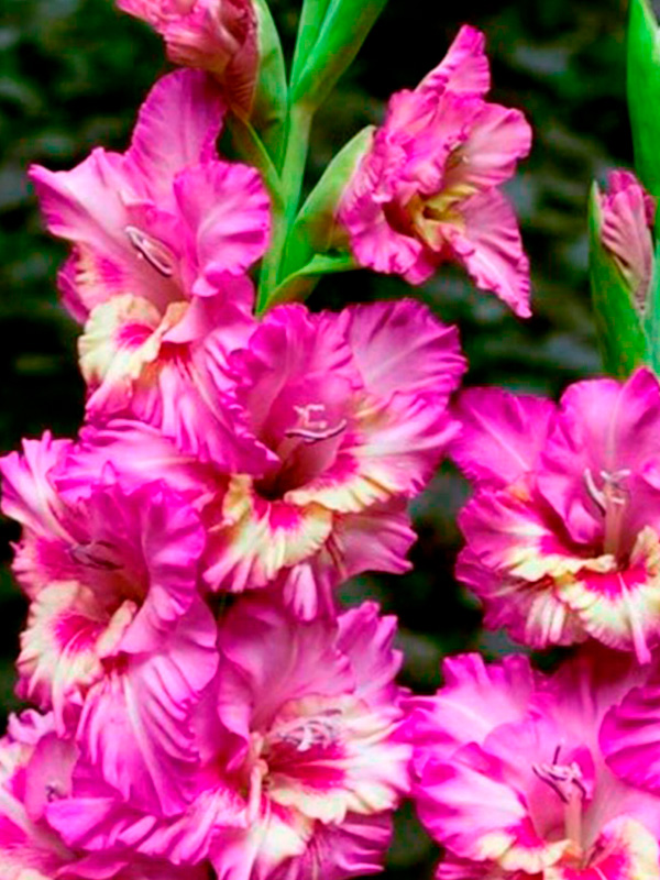 ��������� Vuvuzela Frizzle ������������� 10/12 