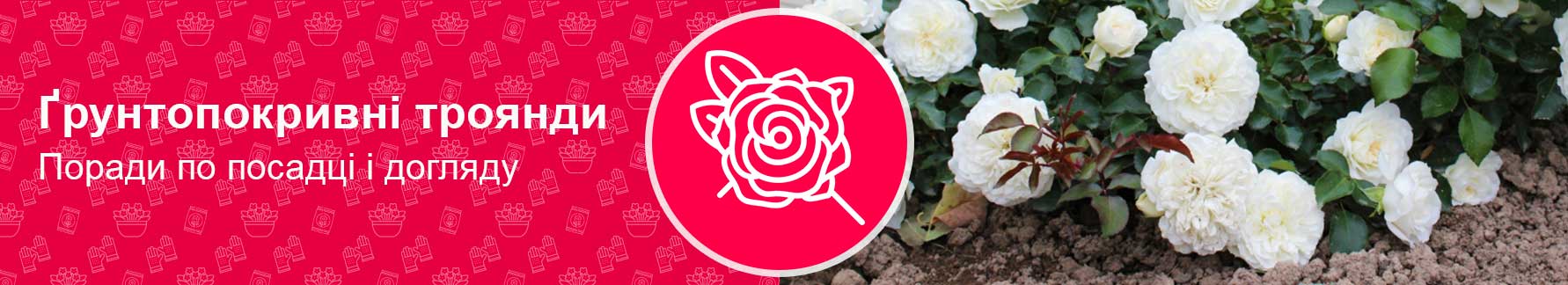 Как садить и правильно ухаживать за почвопокровными розами