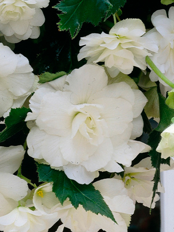 ������� �������� ������ ����� 5+ 