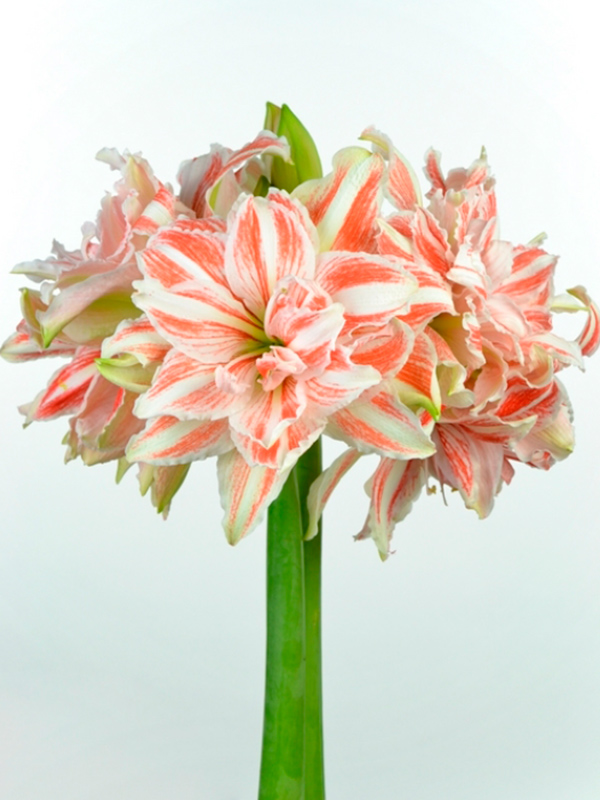 ����������� Dancing Queen 24/26 