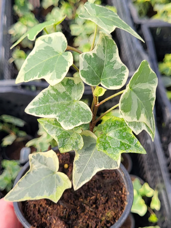 ���� Variegata �1