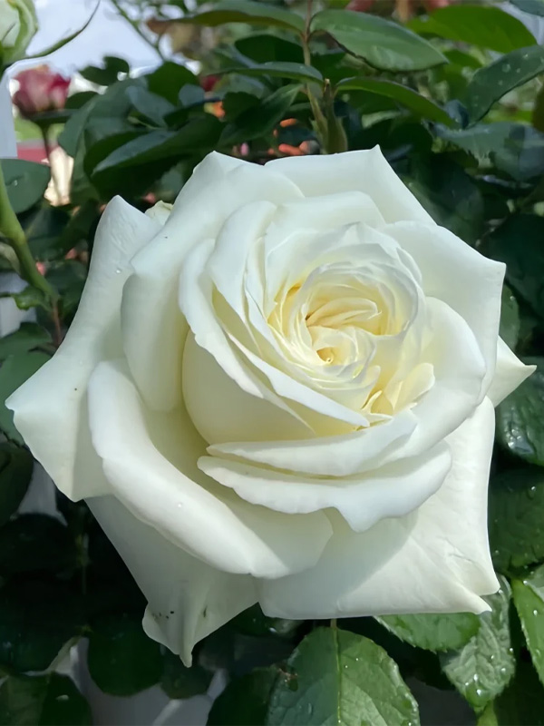  -   (White Chocolate) 4