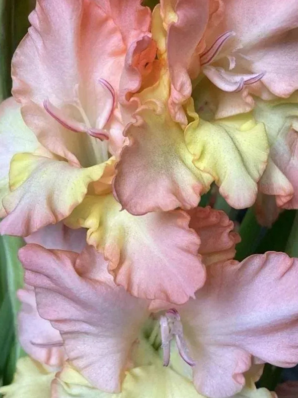 �������� Stelvio ���������� 12/14