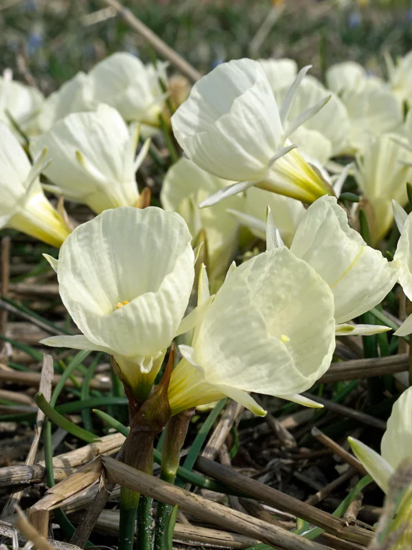   White Petticoat 12/14