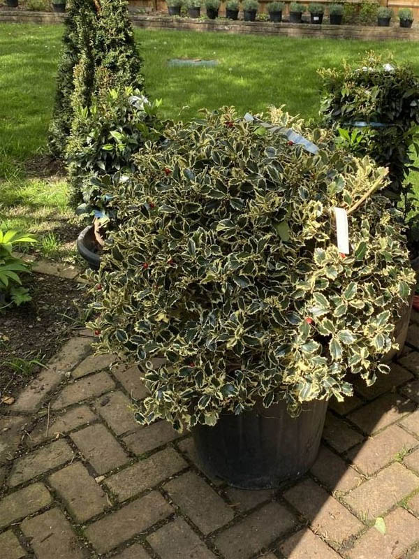    (Argentea Marginata) 3