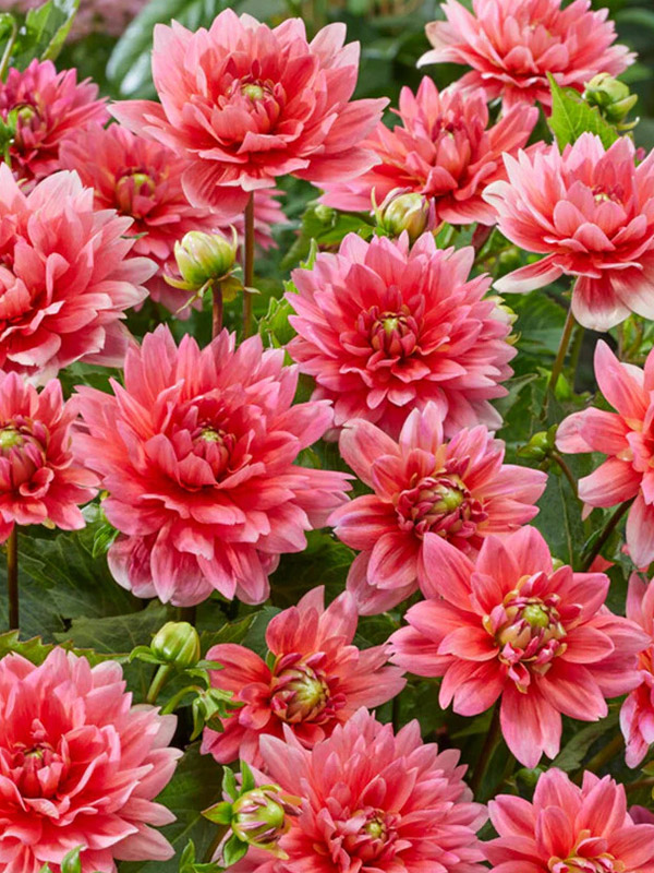 �������� Berliner Kleene 