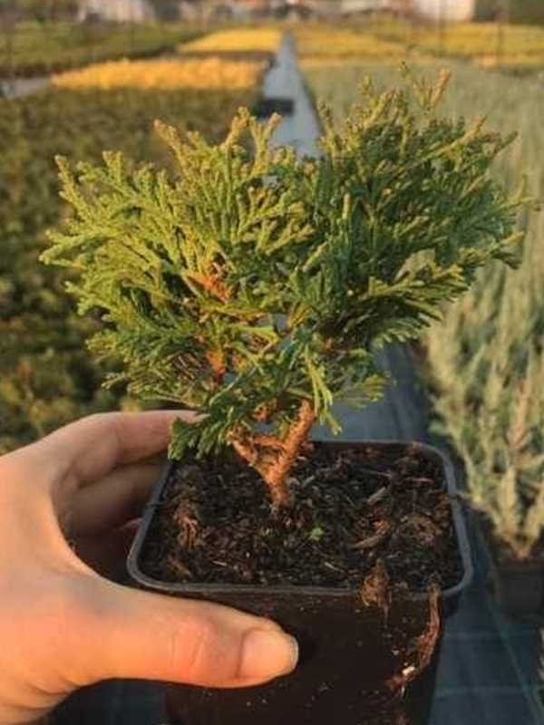 ��� Hoseri �9