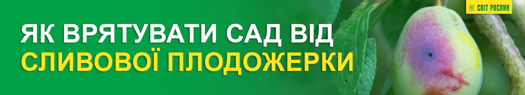 Как спасти сад от сливовой плодожорки Как спасти сад от сливовой плодожорки
