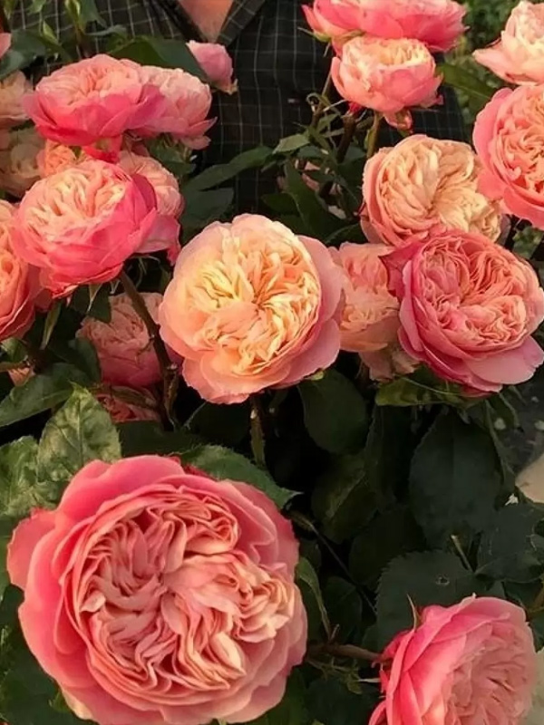 ���� ��������� ������� (Victorian Classic) �����-��������� C3