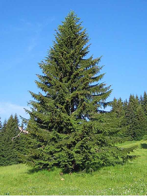    (Picea abies Excelsa)  140-160 , 15-20 , 7 