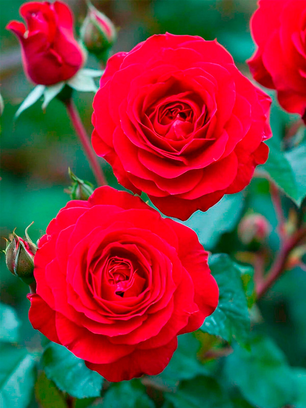 ������� ��� ̳���� (Red Mikado) ��������