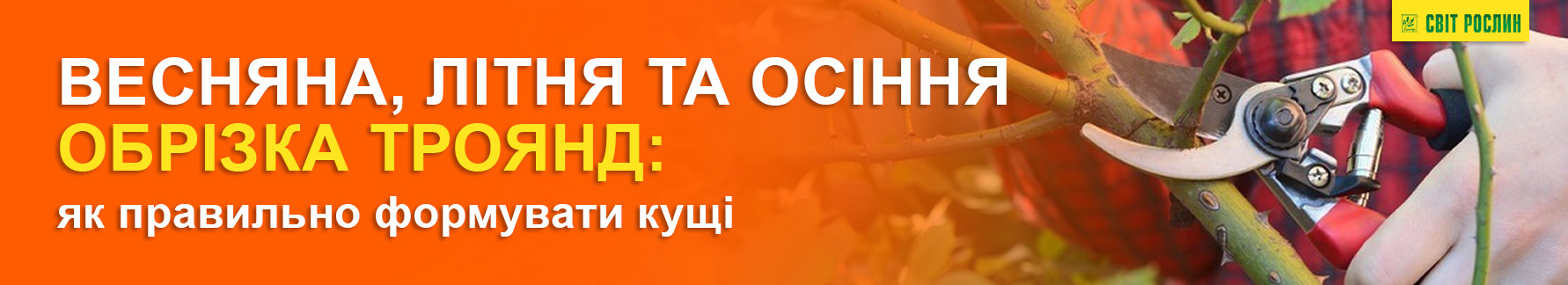 Весенняя, летняя и осенняя обрезка роз - как правильно формировать кусты Весенняя, летняя и осенняя обрезка роз - как правильно формировать кусты