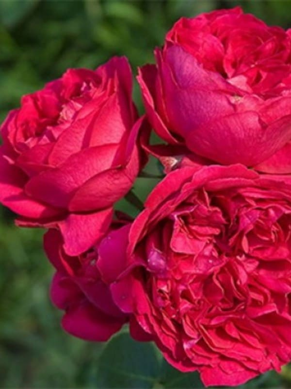      (Red Eden Rose)