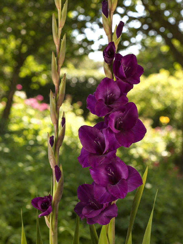 �������� TW 36502 12/14