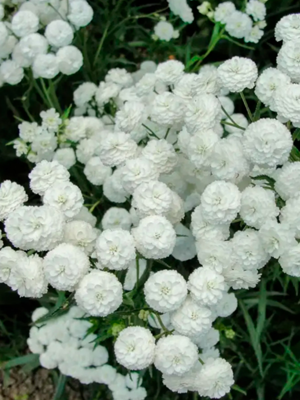 ������� Noblesse 