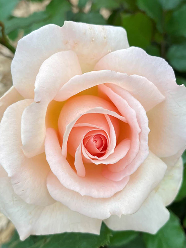  -   (Chandos Beauty)