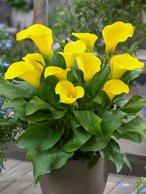 ����� Solo 14/16