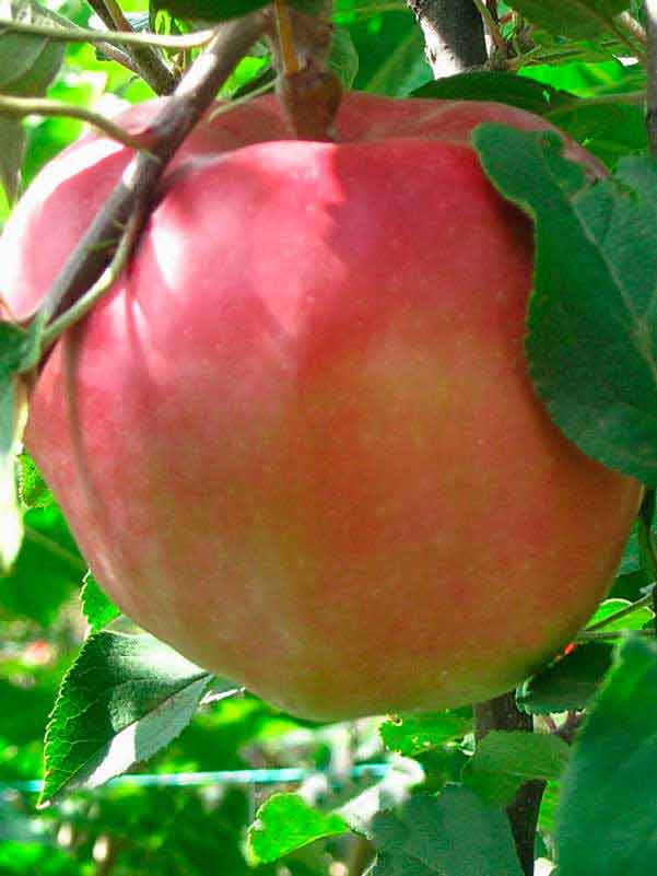 Яблоня джумбо помм описание. Сорт яблони Джумбо Помм. Джумбо Помм сорт яблок. Яблоня джамбо пом. Джумбо Помм яблоня 1 кг.
