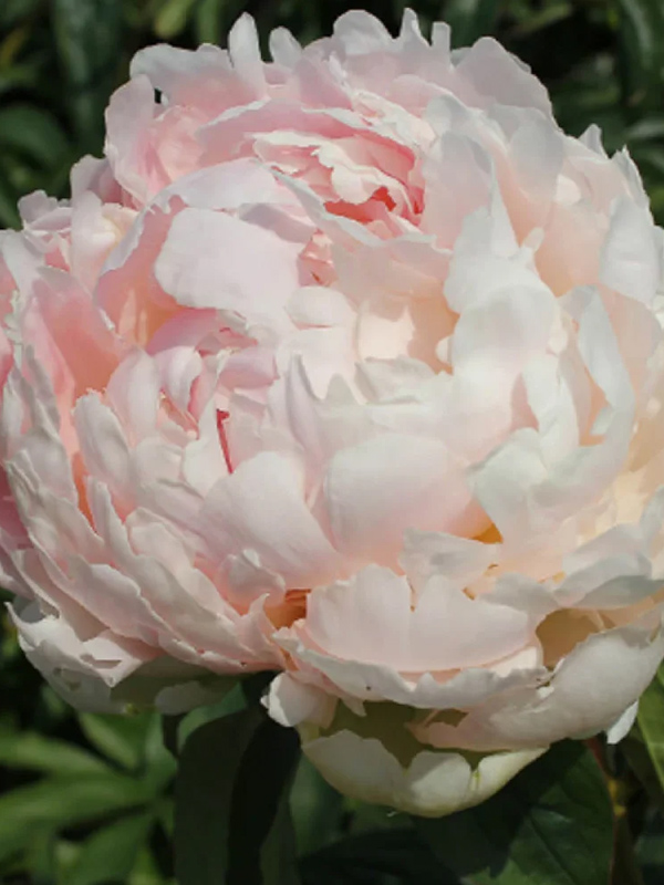 ���� Brother Chuck 2/3 