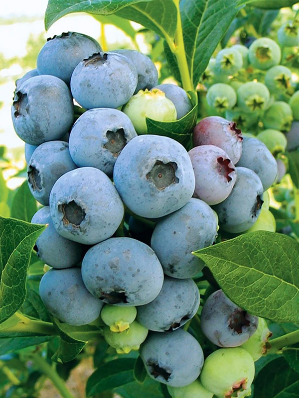 �������� ������� �2