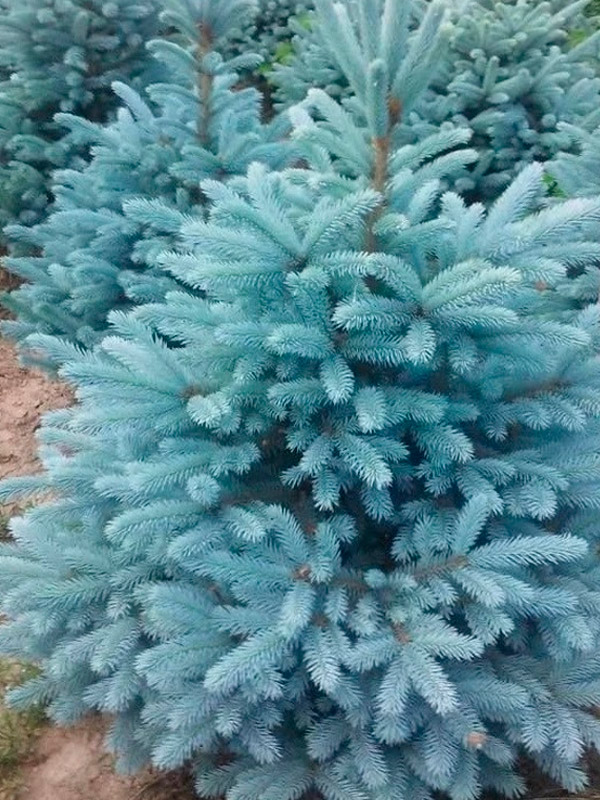 ��� ������� Kaibab �5
