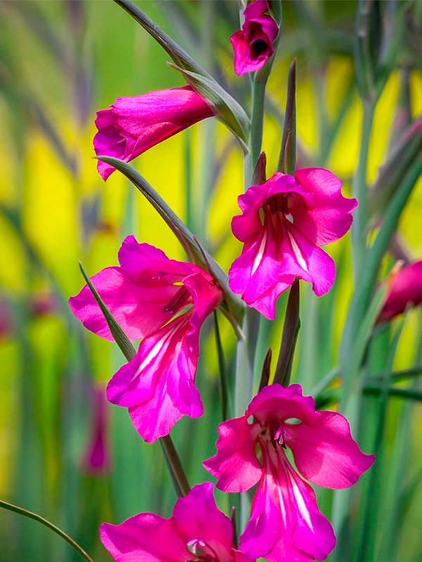 ��������� Byzantinus 6+ 