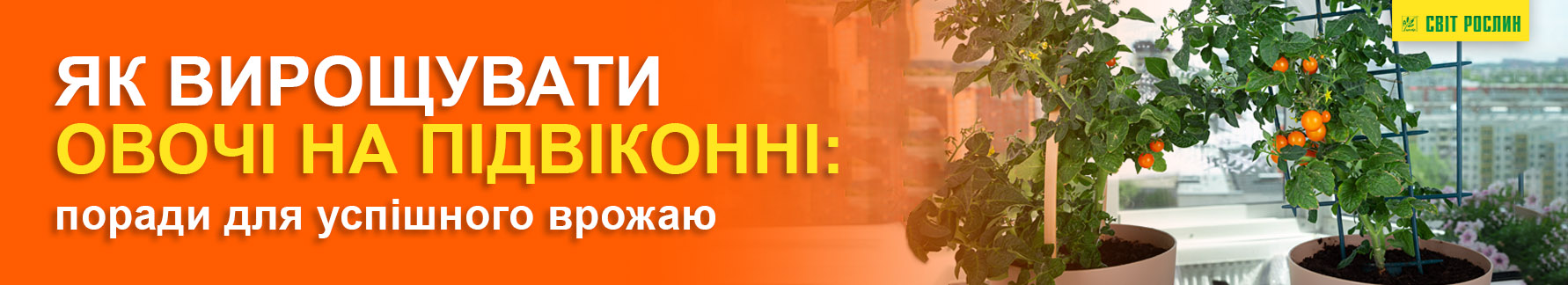 Как выращивать овощи на подоконнике: советы для успешного урожая Как выращивать овощи на подоконнике: советы для успешного урожая