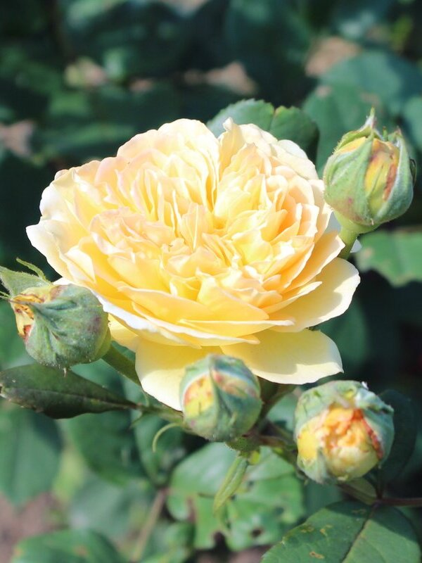 Троянда плетиста Принцеса Маргарет (Princess Margareta)