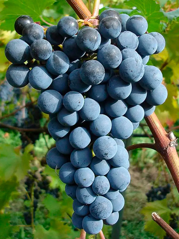 �������� ������� ������������� �����