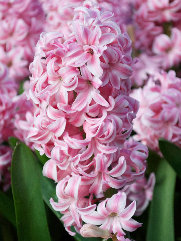 ó ϳ  (Pink Pearl) 15/16