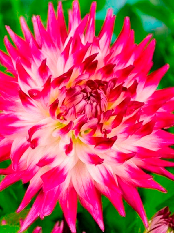 �������� Dutch Explosion ���������� 