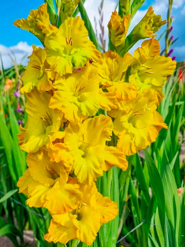 ��������� Blitz 14+ 