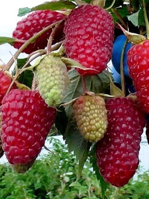 ������ ������� ����������� �������